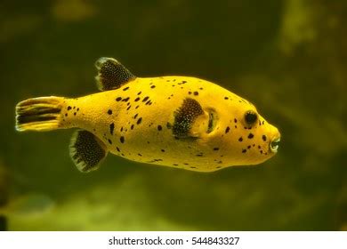 Globefish: Over 795 Royalty-Free Licensable Stock Photos | Shutterstock