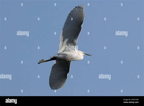 Egret in flight Egrets are herons, generally long-legged wading birds, that have white or buff ...