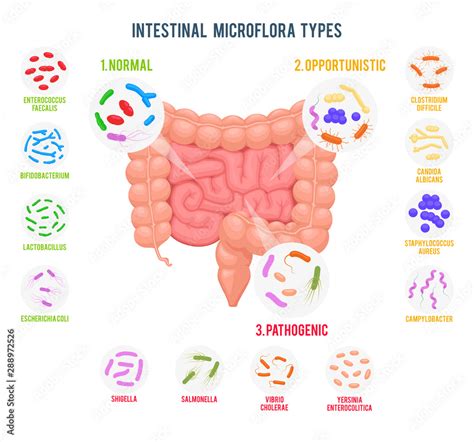 Intestinal Microbiota