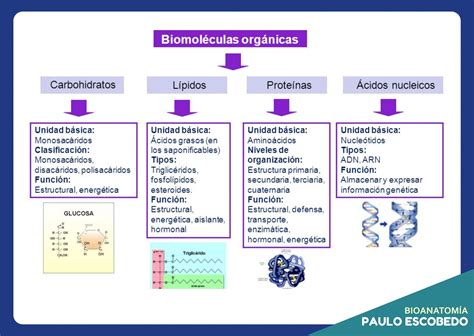 ZP IMÁGENES BIOMOLÉCULAS INORGÁNICAS Paulo Escobedo