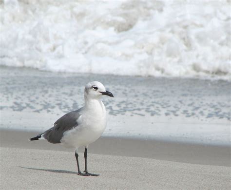 Free Images Sea Sand Bird White Seabird Wildlife Beak Fauna