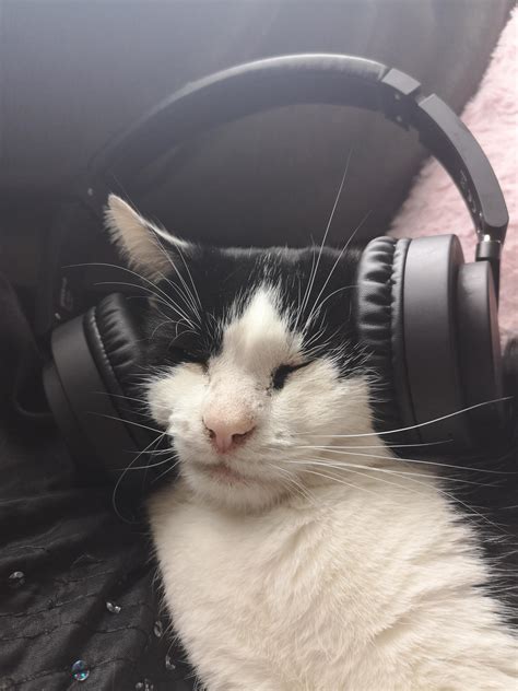 Cat With Headphones