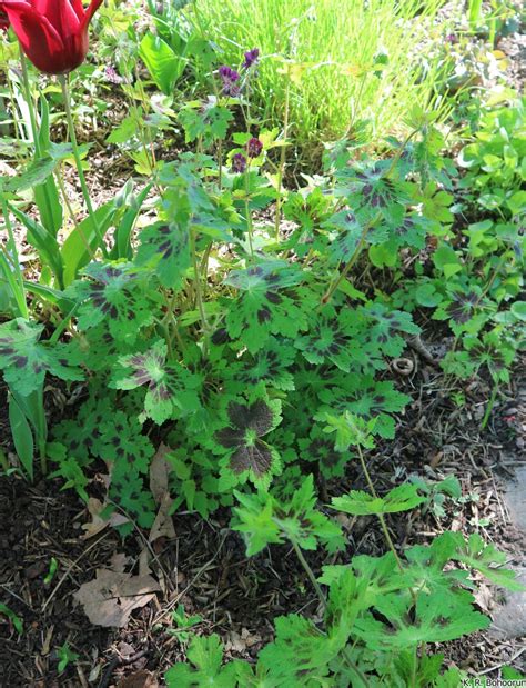 Th Owl Steckbrief Zu Geranium Phaeum Samobor Brauner