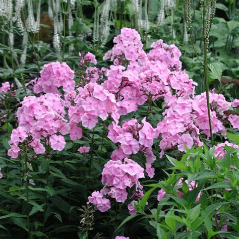 PHLOX P ELISABETH ARDEN Houtmeyers Plantencentrum En Boomkwekerij