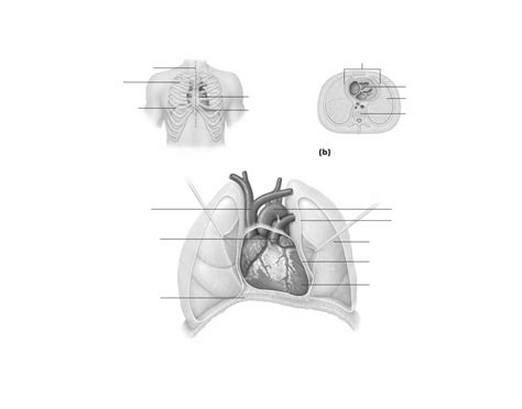 Lungs and Heart labeled Quiz