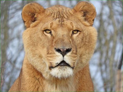 Lion Five Sisters Zoo