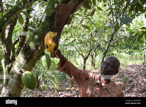 Ivory Coast Yamoussoukro Village Loukoukro Cocoa Farming And Harvest