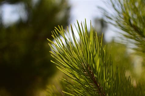 Pine Tree Free Stock Photo Public Domain Pictures