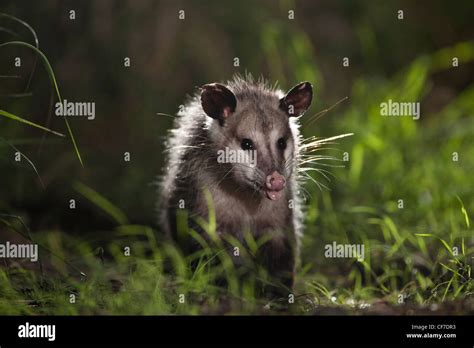 The opossum fotografías e imágenes de alta resolución Alamy