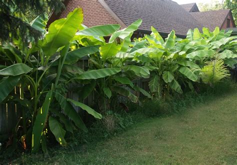 15 Cold Hardy Tropical And Tropical Looking Plants