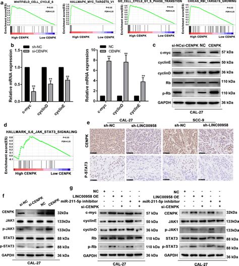 Linc00958 Mir 211 5p Cenpk Axis Promotes Tscc Proliferation Via