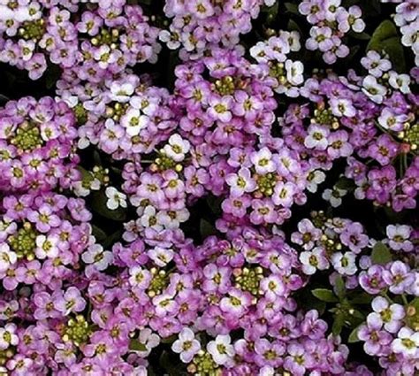 Amazon Alyssum Flower Seeds Royal Carpet Bulk Home Kitchen