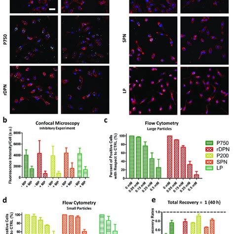 Internalization Inhibition And Recovery Post Mpn Treatment A