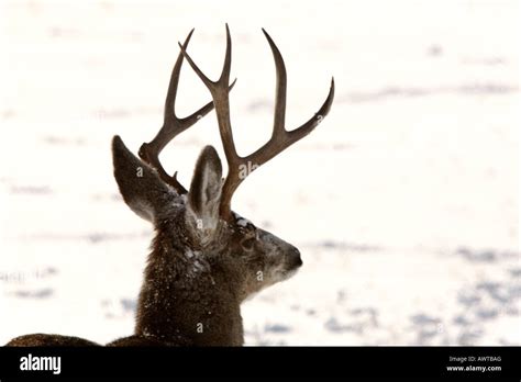 Mule Deer Buck In Winter Stock Photo Alamy