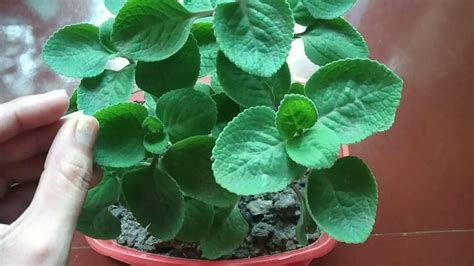 How To Grow Ajwain Plant At Home