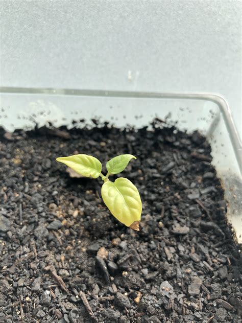 Carolina Reaper Seedling Never Really Took Off And Ideas Rplantclinic