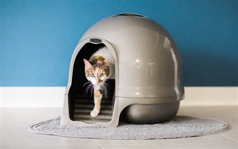 5 Best Round Litter Boxes For Cats Innovative Round Designs