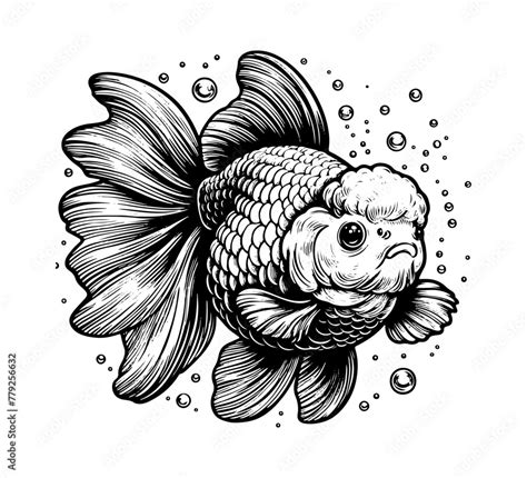 Oranda Goldfish Hand Drawn Vector Illustration Stock Vector Adobe Stock