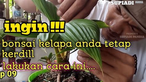 Cara Merawat Bonsai Kelapa Agar Daun Tetap Kerdil Youtube