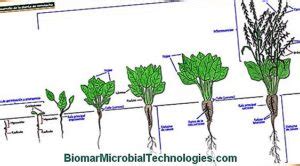 Diferencias Entre Plantas Perennes Anuales Y Bienales Agrosabio