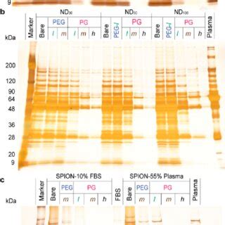 SDS PAGE Images Of Proteins Detached From Bare NP NP PEG And NP PG