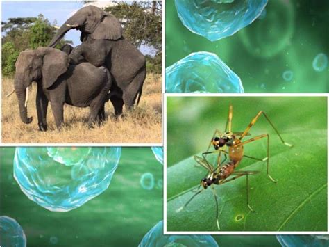 Animal Reproduction