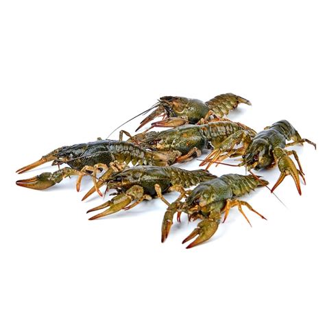 Premium Photo Crayfish Live On A White Background