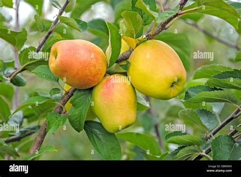 Apple Tree Malus Domestica Iduna Malus Domestica Iduna Cultivar