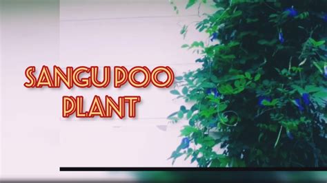 Sangu Poo Tea Sangu Poo Medicinal Value YouTube