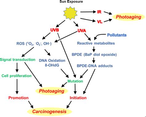 Environmental Aging Of The Skin New Insights