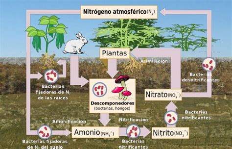 Ciclo del Nitrógeno Su Definición y Significado 2021