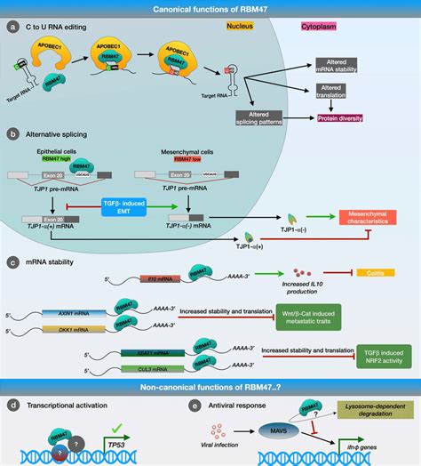 An Overview Of The Multifaceted Functions Of Rbm It Is A Canonical