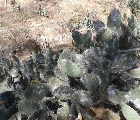 Cochineal Infestation On Cactus Pear Download Scientific Diagram