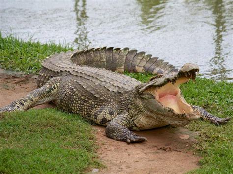 Krokodile Gef Hrliche Und Beeindruckende Raubtiere