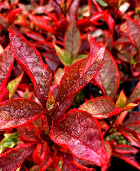 10 Spectacular Red Leaf Plants For Your Garden Dengarden