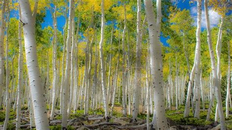 Pando Aspen Grove in Fishlake National Forest