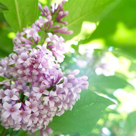 Сирень | Сирень, Цветы, Украшения