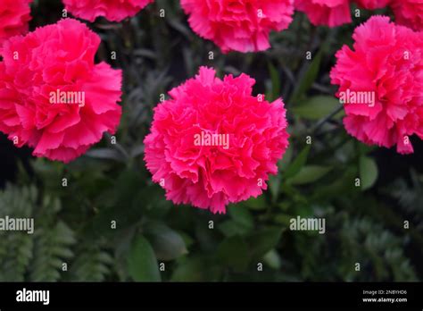 Bunch Of Pink Carnations Dianthus Caryophyllus Ellie Jean Flowers