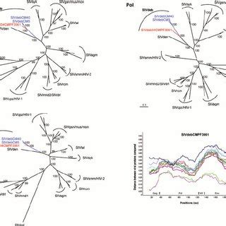 Phylogenetic Relationship Of The Newly Derived SIVdeb Strain In Red