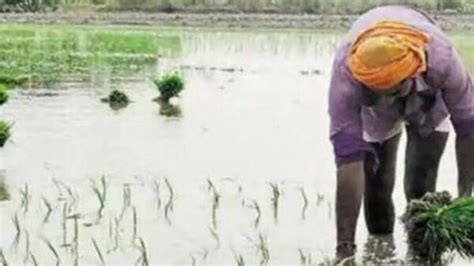 Agromet Advises Farmers To Delay Kharif Crop Sowing Amid Heavy Rains In