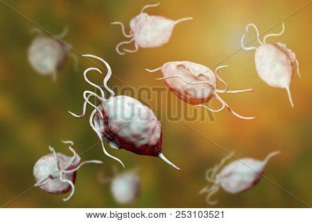 Trichomonas Vaginalis Image Photo Free Trial Bigstock