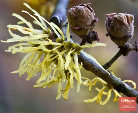 Гамамелис виргинский (Hamamelis virginiana) — описание, выращивание ...