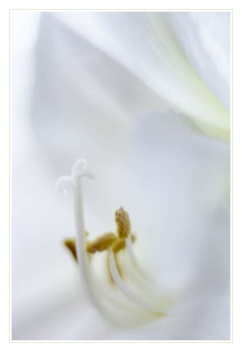 Un Peu De Vert Dans Mon Amaryllis Blanche Siv Domeij Flickr