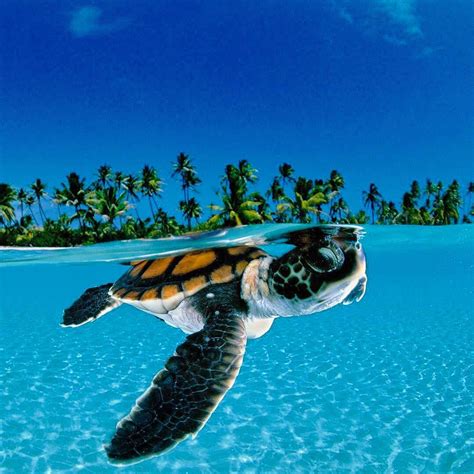 Baby green sea turtle cruising in the deep blue 🐢 #TurtleTrend PC ...