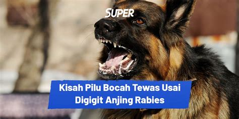 Nasib Pilu Bocah Tahun Di Bali Meninggal Digigit Anjing