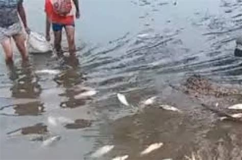 Denuncian nueva mortandad de peces en un canal de Tucumán Pescadores