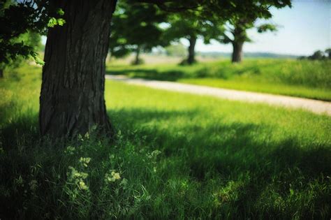 Green Leafed Tree Landscape Field Trees Grass HD Wallpaper