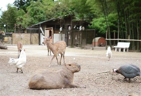 On the farm : r/capybara