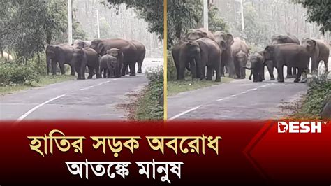 সড়ক অবরোধ করছে বন্য হাতির দল Elephant On Road News Desh Tv