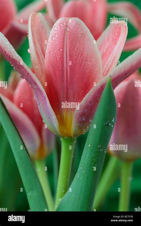 Kaufmanniana Tulips Hi Res Stock Photography And Images Alamy